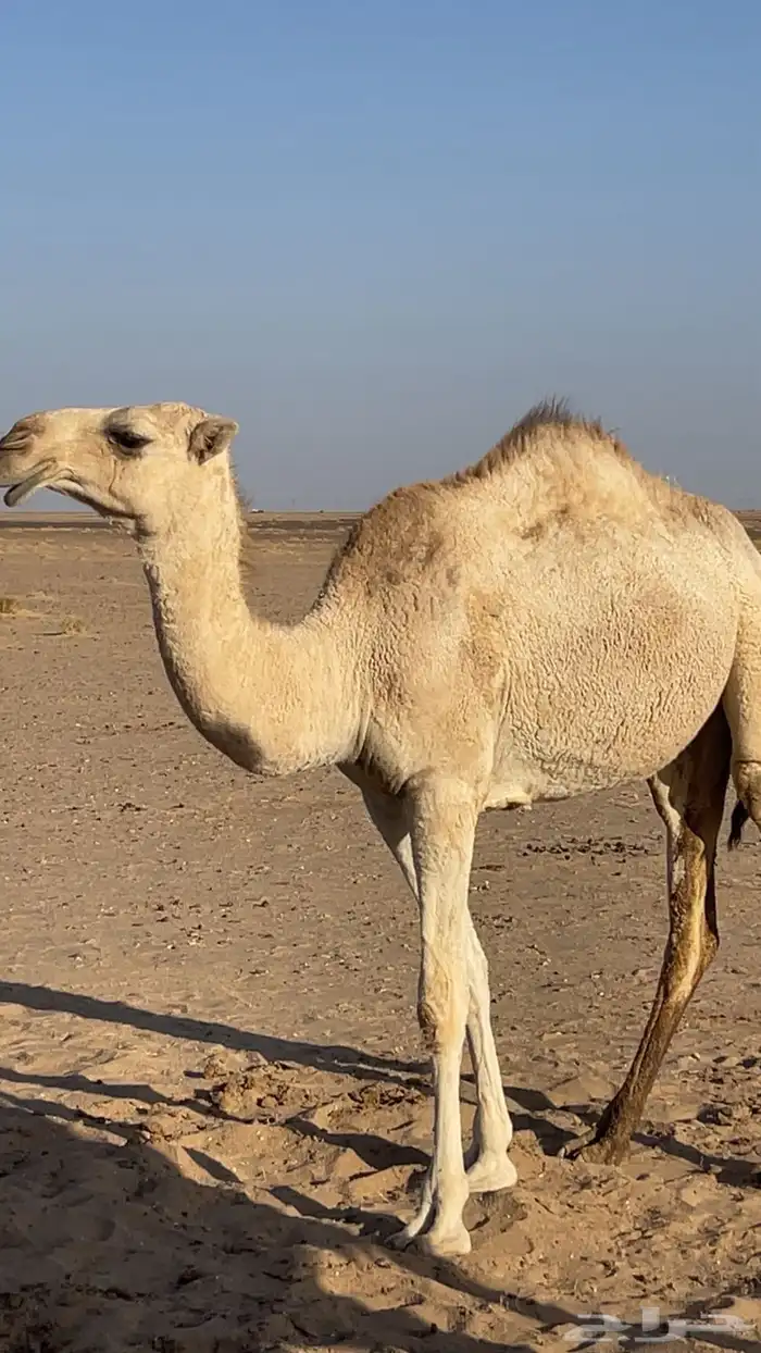 بكره حقه ضريبه طيبه 3