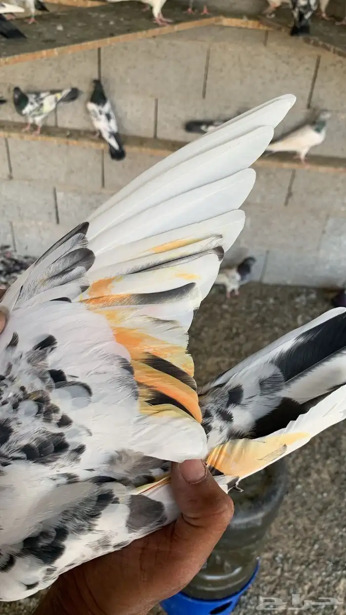 حمام باكستاني 3