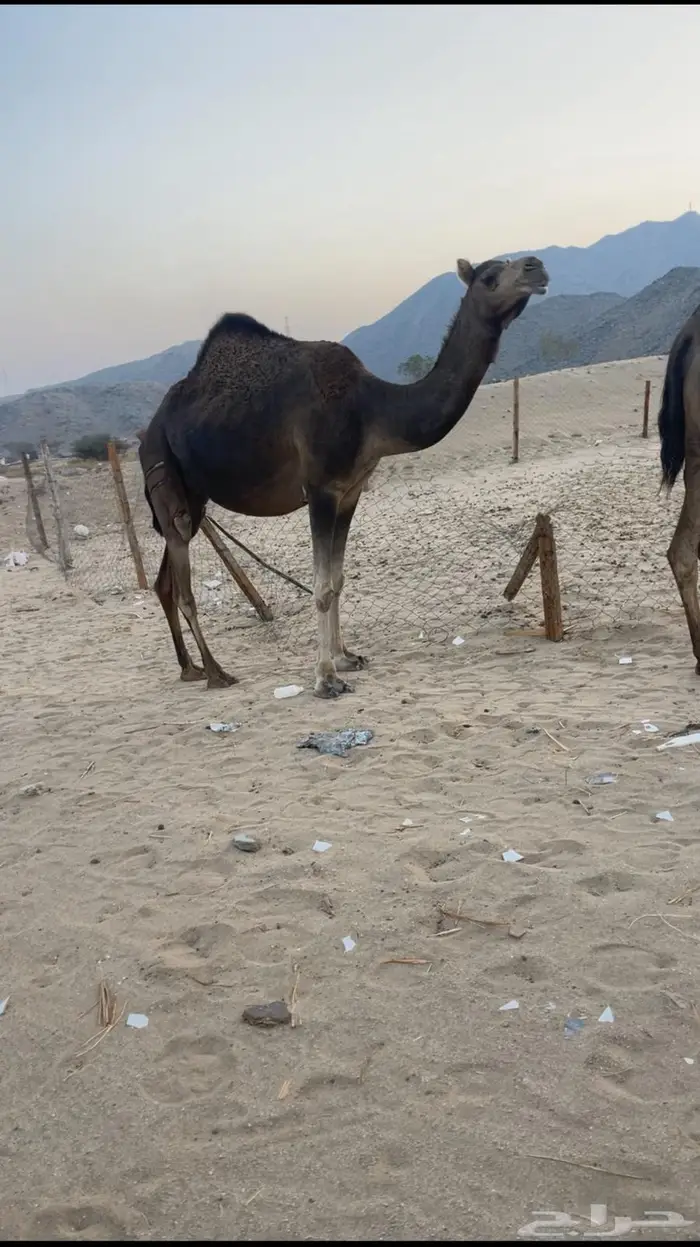 ناقتين ساحليات ملاقيات وسم واحد 5