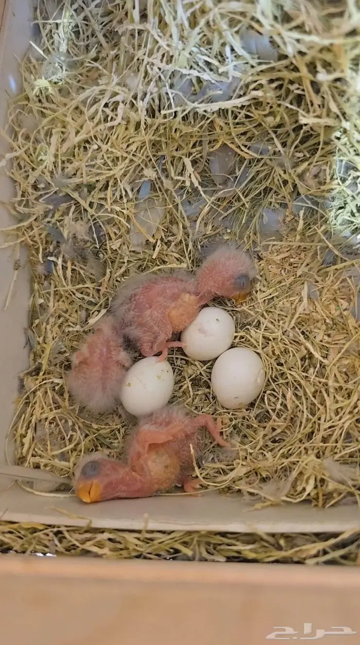 فروخ روز غر 2