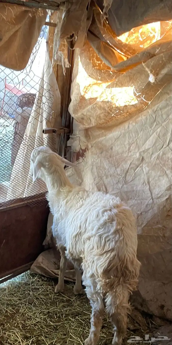 خروف كفو سنه جذع 1