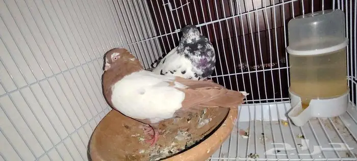 للبيع حمام زوج رقاص وزوج دجي شامي تركيب جديد 4