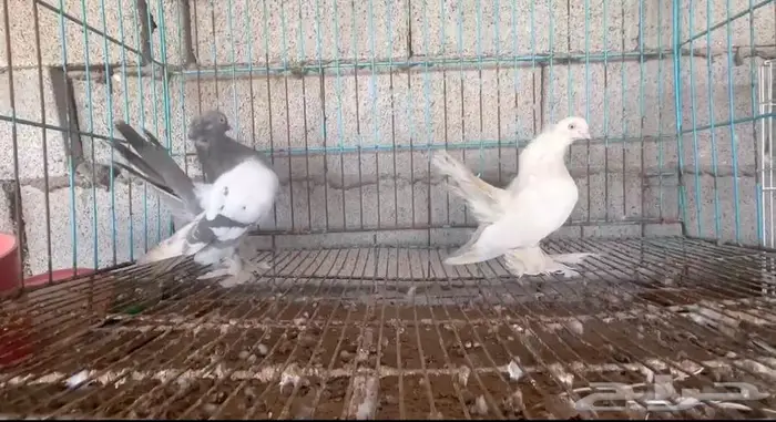 جوز كرنقو 0