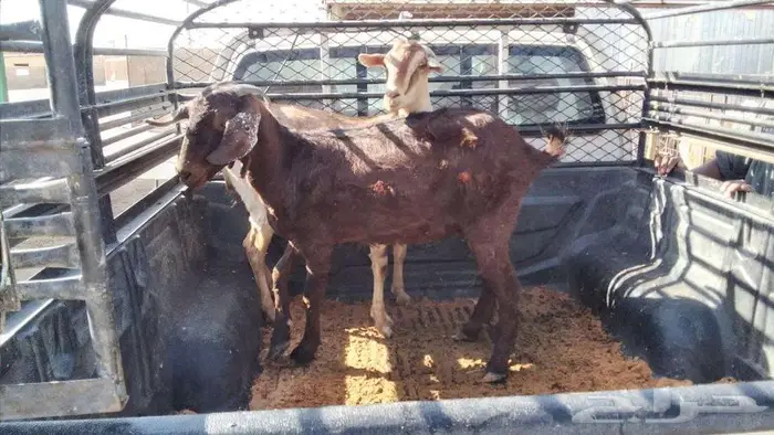 عنزين مضاريع 0