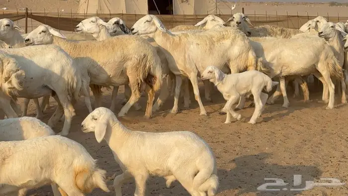 غنم حرش 32 تحتها 10 2