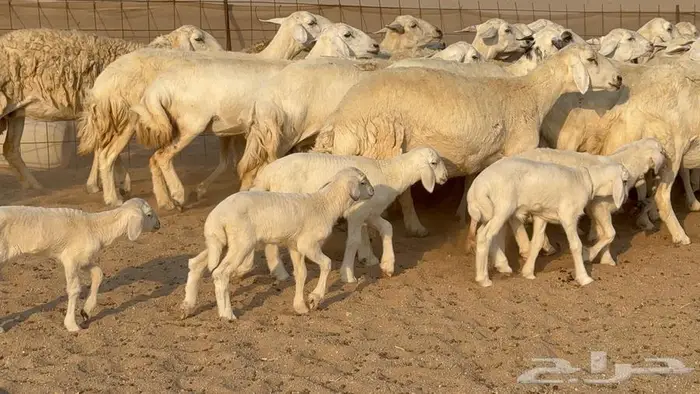 غنم حرش 32 تحتها 10 7