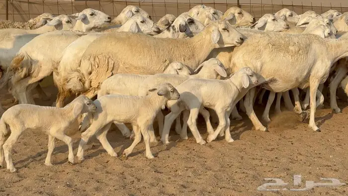 غنم حرش 32 تحتها 10 6