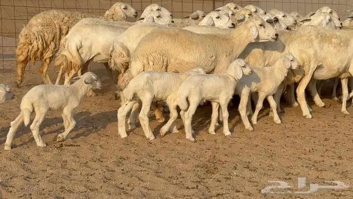 غنم حرش 32 تحتها 10 1