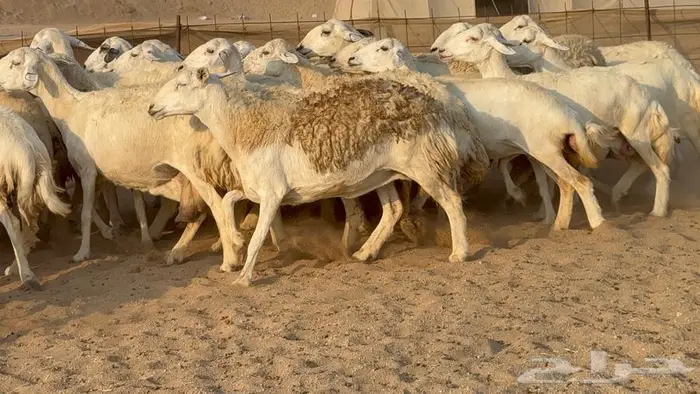 غنم حرش 32 تحتها 10 8