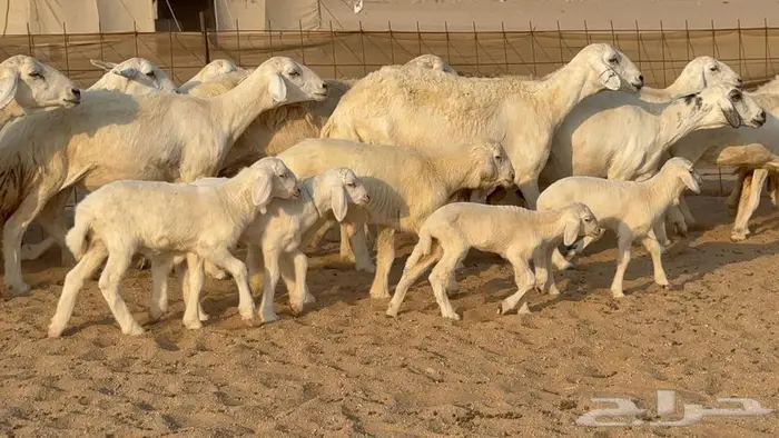 غنم حرش 32 تحتها 10 9