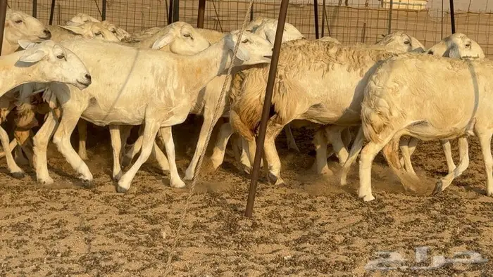 غنم حرش 32 تحتها 10 4