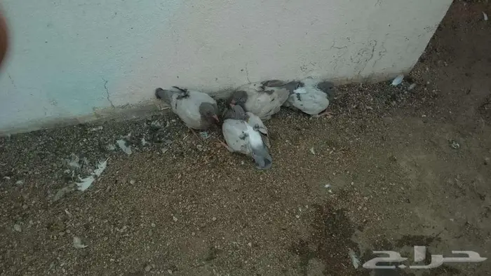 زغالين حمام فرنسي 0