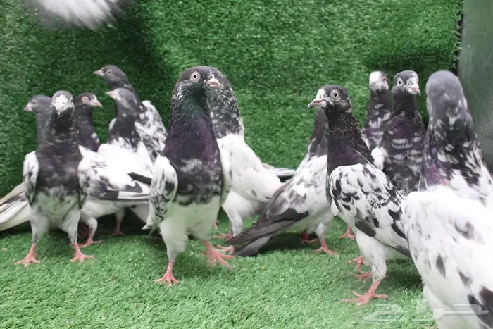 حمام باكستاني 5