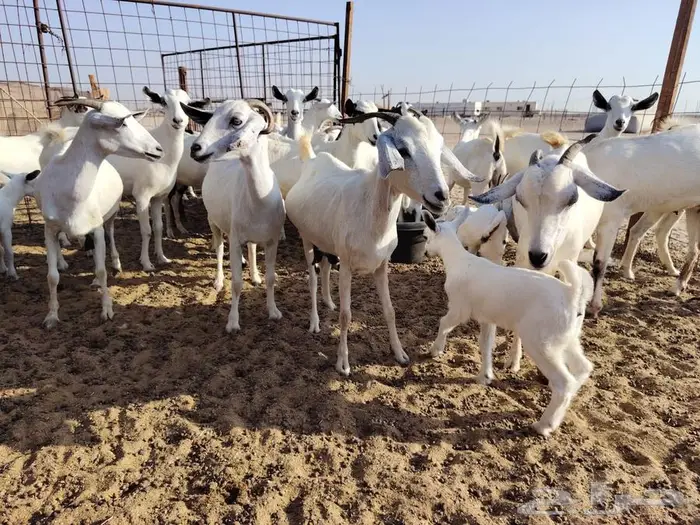 معزاء بيشيات 0