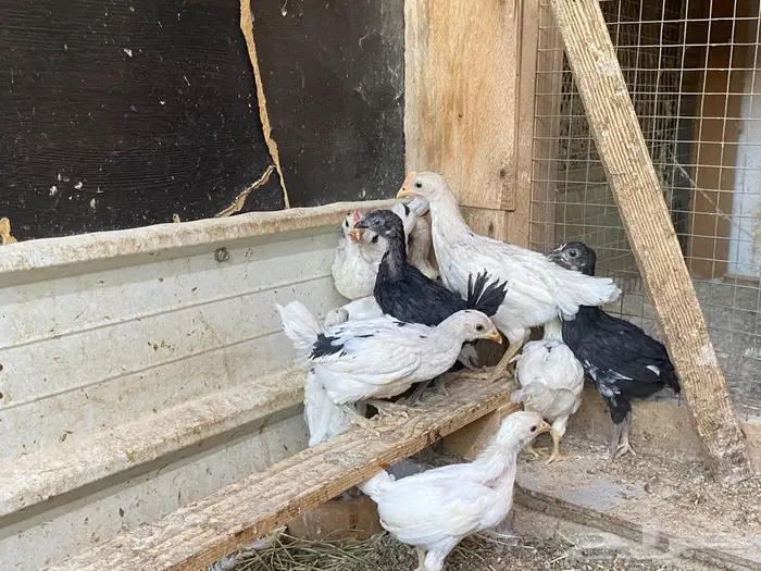 صوص بلدي 3