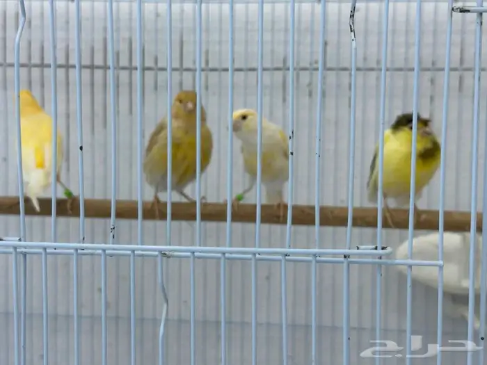 للبيع إناثي كناري سوري 0