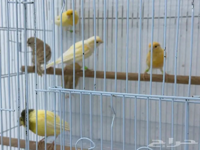 للبيع إناثي كناري سوري 1