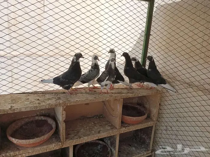 الأحساء المبرز حي الفتح 1