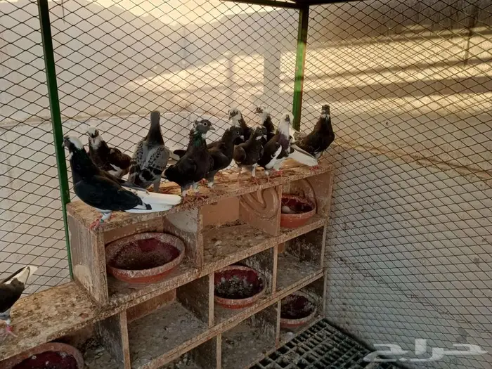 الأحساء المبرز حي الفتح 0