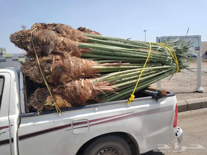 نخل للبيع مثمرة في الدوادمي الجمش عفيف 5