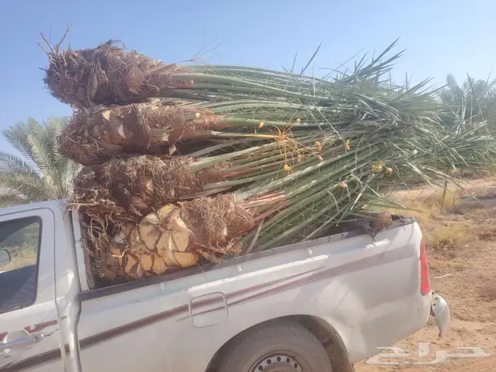 نخل للبيع مثمرة في الدوادمي الجمش عفيف 0