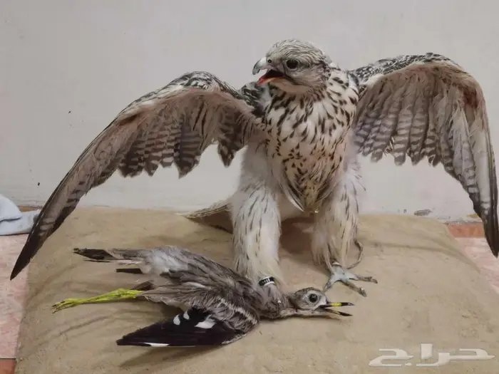 تحنيط. طيور ( للمفاهمة واتساب ) دجاج محنط في عش الأحساء 4