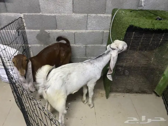 للبيع تيوس 1