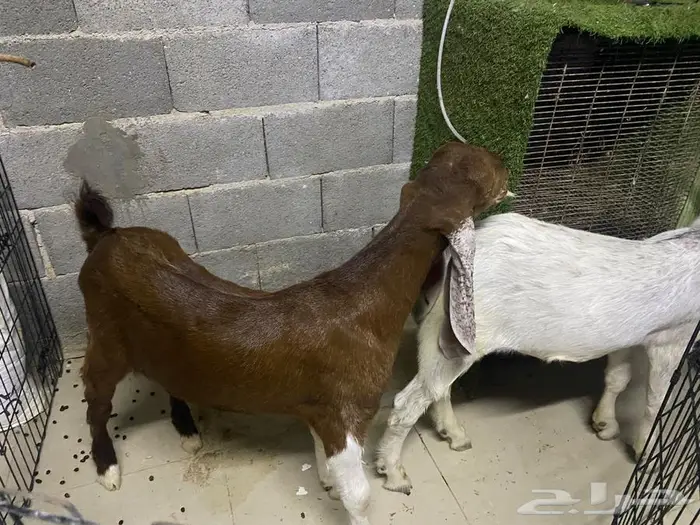 للبيع تيوس 2