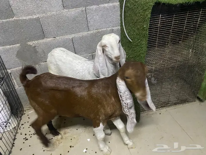 للبيع تيوس 0