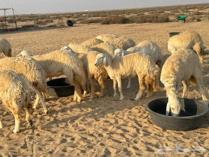رخال صنف نوادر جذعات شرط دفيع شرط 0