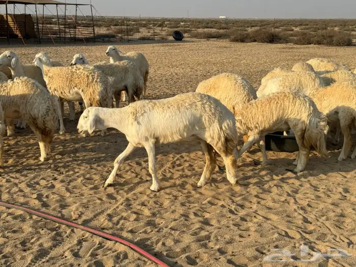 رخال صنف نوادر جذعات شرط دفيع شرط 5