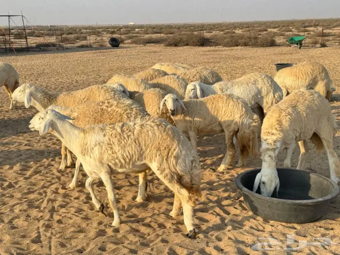رخال صنف نوادر جذعات شرط دفيع شرط 4