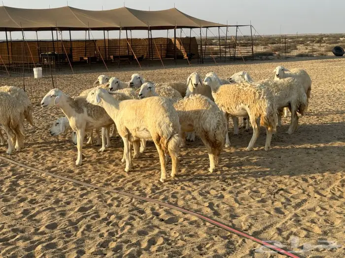 رخال صنف نوادر جذعات شرط دفيع شرط 2