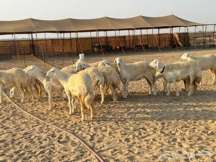 رخال صنف نوادر جذعات شرط دفيع شرط 1