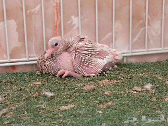 جوز ذكر جاكوبيين وإنث بلجيكي معهم فرخ 4