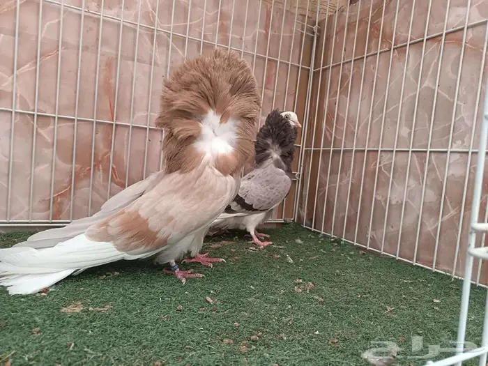 جوز ذكر جاكوبيين وإنث بلجيكي معهم فرخ 3