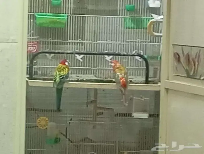 Rose lovebirds and Rosella pair with two big cages 5