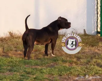 American Bully Pocket index