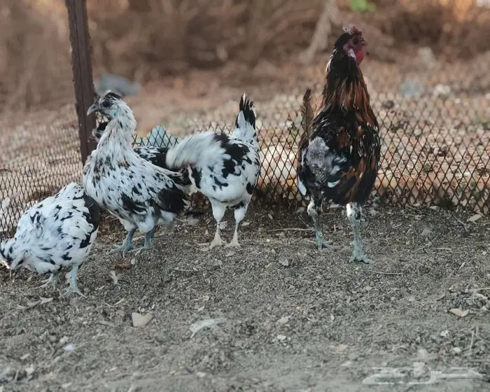 دجاج للبيع 2