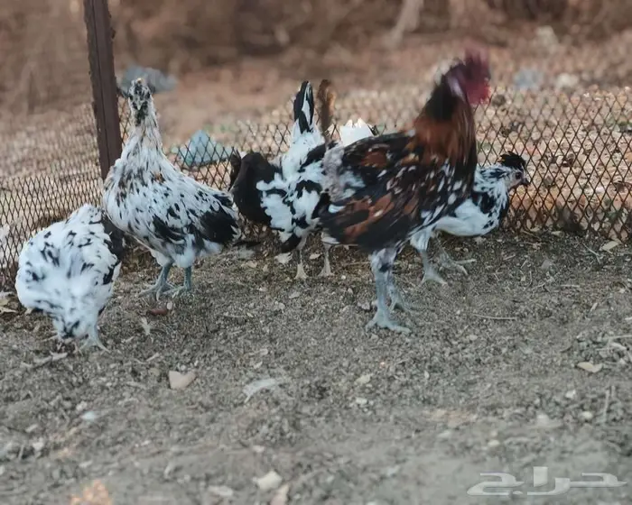 دجاج للبيع 1