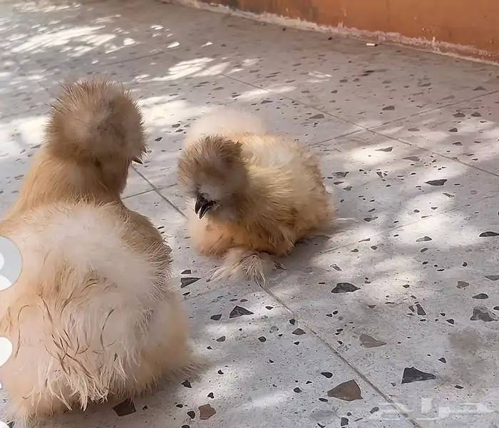 دجاج قطني منتجين 1