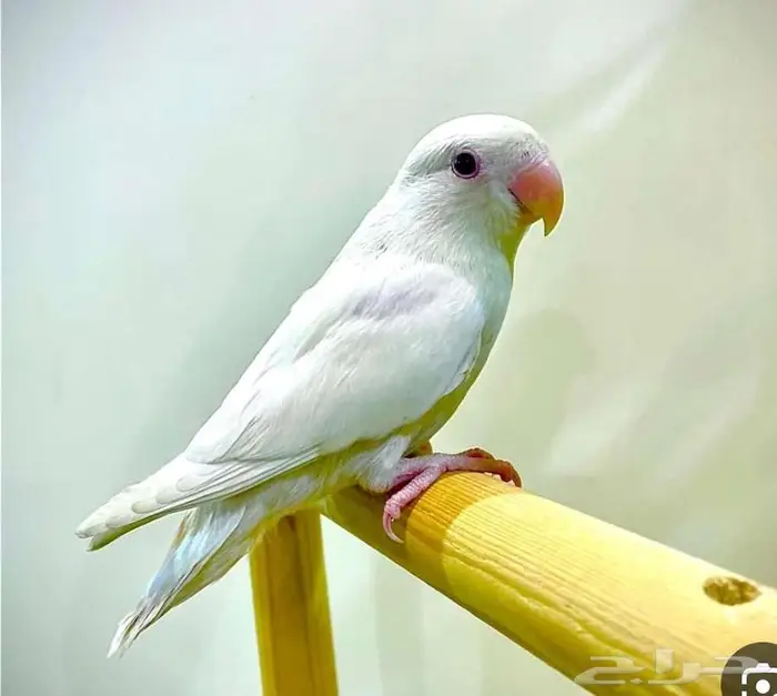 روز البينو انثى 1