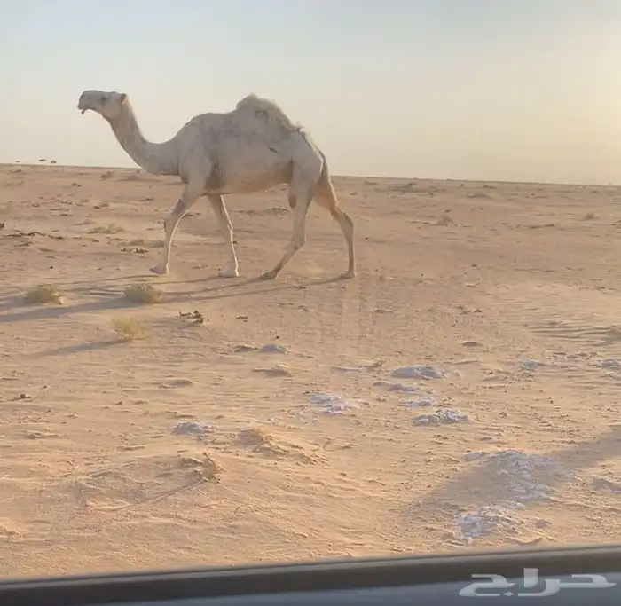 للبيع خمس ضرايب مفرود حشوانه منها 4