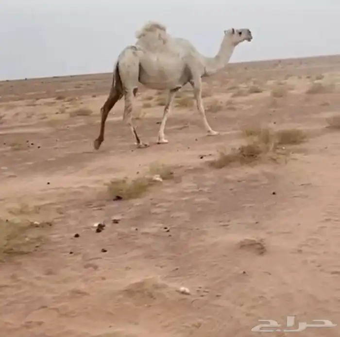 للبيع خمس ضرايب مفرود حشوانه منها 3