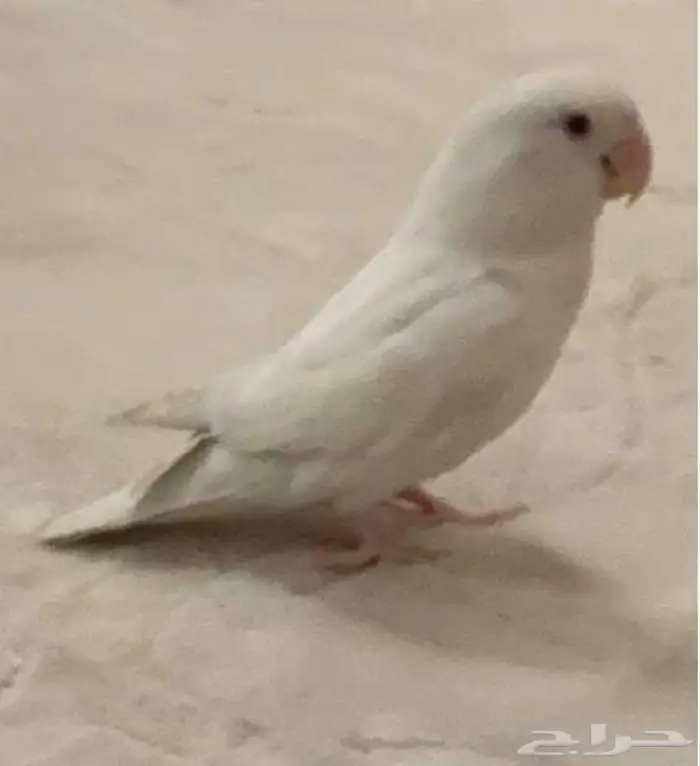 روز البينو محجل 1