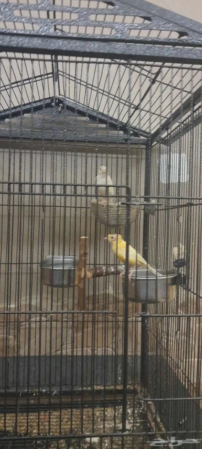 زوج كنار منتج 0