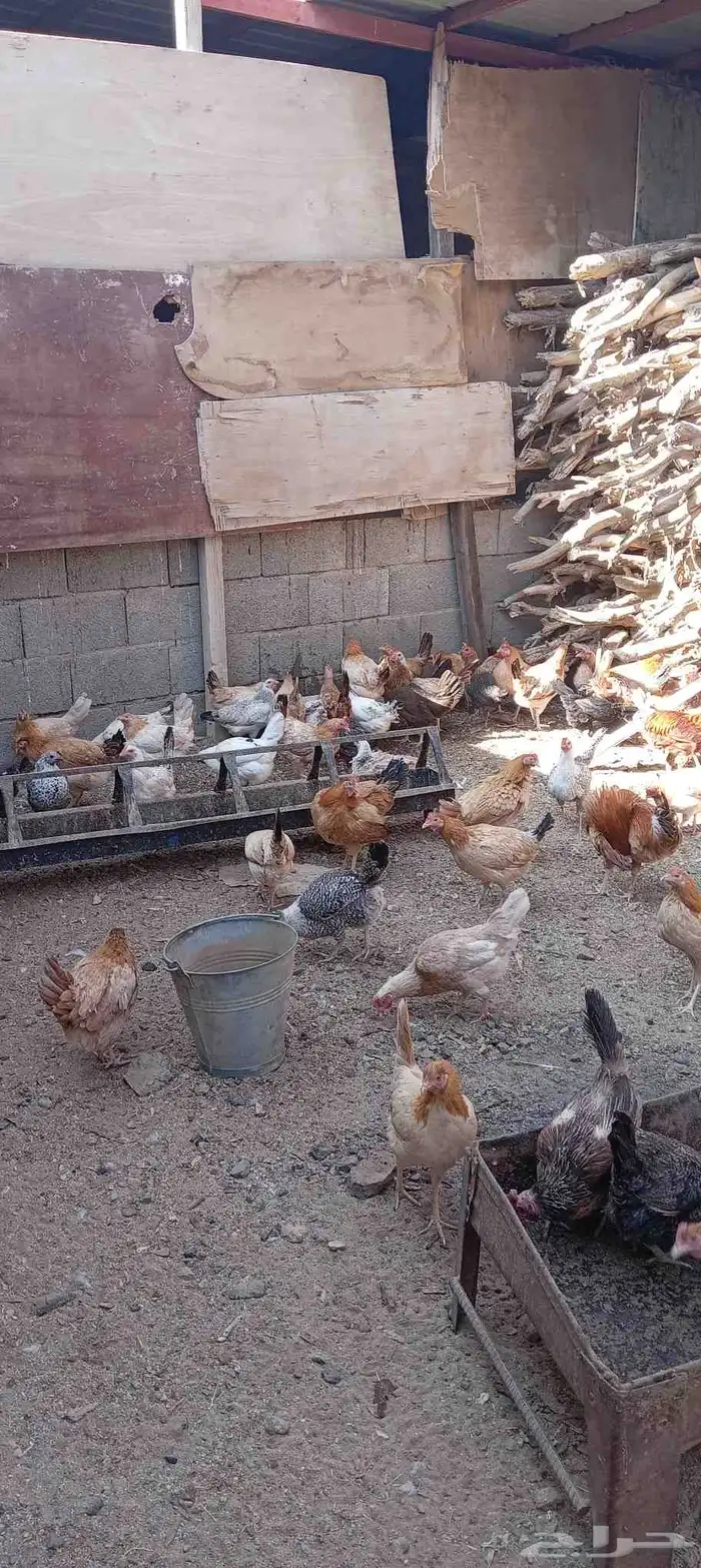 يوجد دجاج بلادي الحرجة الفيض 1