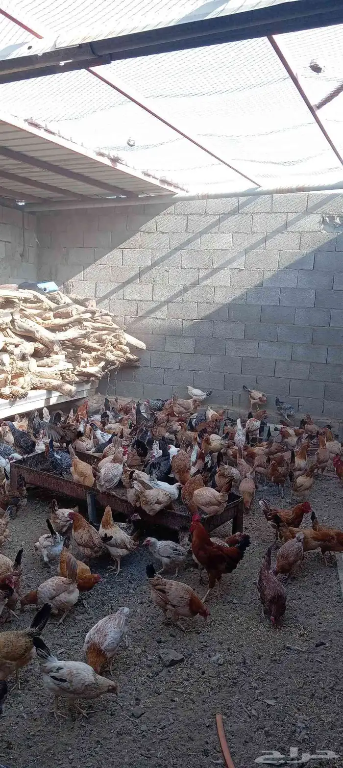 يوجد دجاج بلادي الحرجة الفيض 0