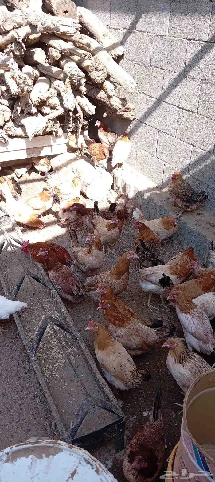 يوجد دجاج بلادي الحرجة الفيض 3