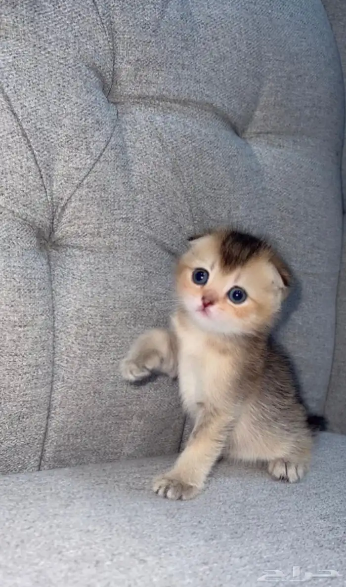 قطط سكوتش فولد قولد بيور صغيره للبيع 2
